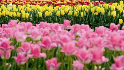 Horizontal video: A close up shot of flowers 4321747. Duration: 10 seconds. Resolution: 3840x2160