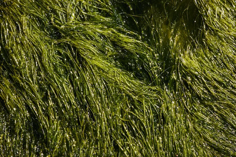 Top view abstract background of bright lush green plants placed in pure water