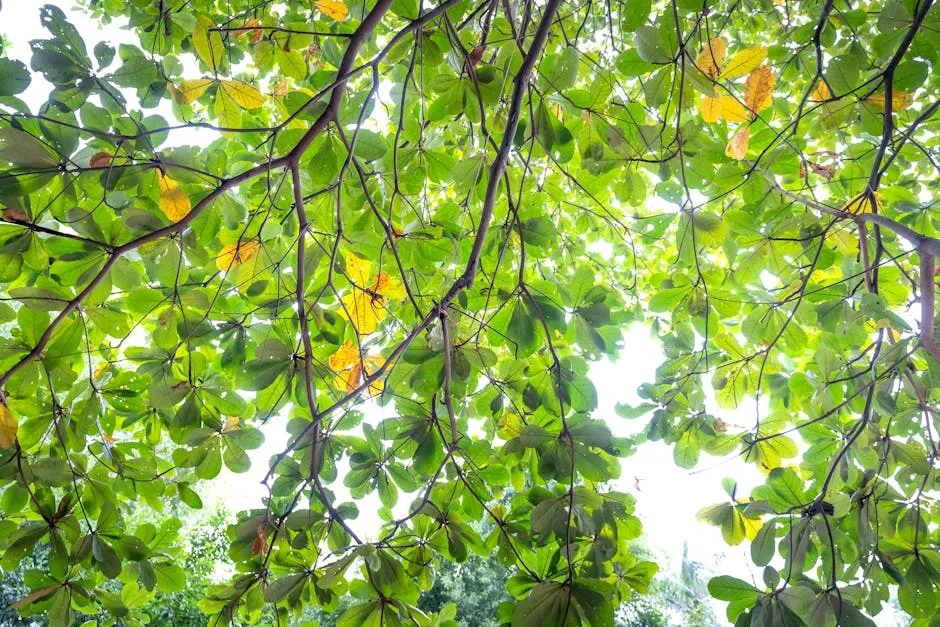 Low-Angle Shot of Tree Leaves