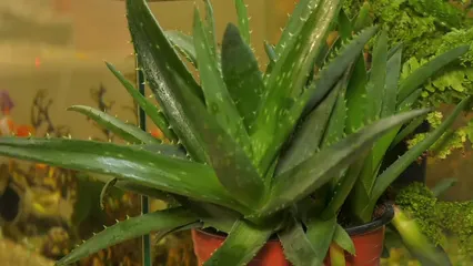 Horizontal video: A person wiping an aloe vera plant 6953527. Duration: 11 seconds. Resolution: 1920x1080