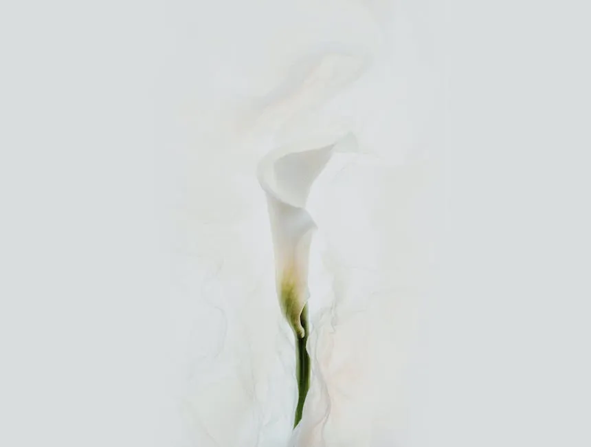 Close-Up Shot of a Blooming Calla Lily on White Background