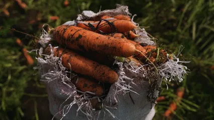 Horizontal video: Close up on carrots in bag 10041431. Duration: 11 seconds. Resolution: 1920x1080