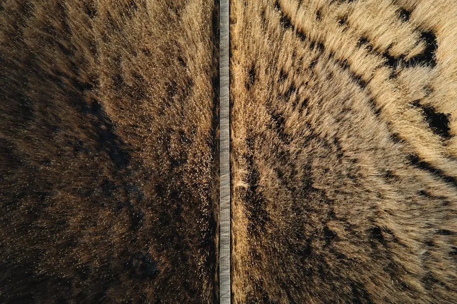 Footbridge Between Reeds