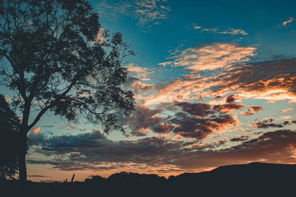 Silhouette Of Tree During Golden Hour