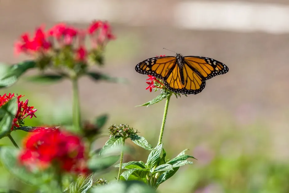 A monarch butterfly sits on a flower in the garden