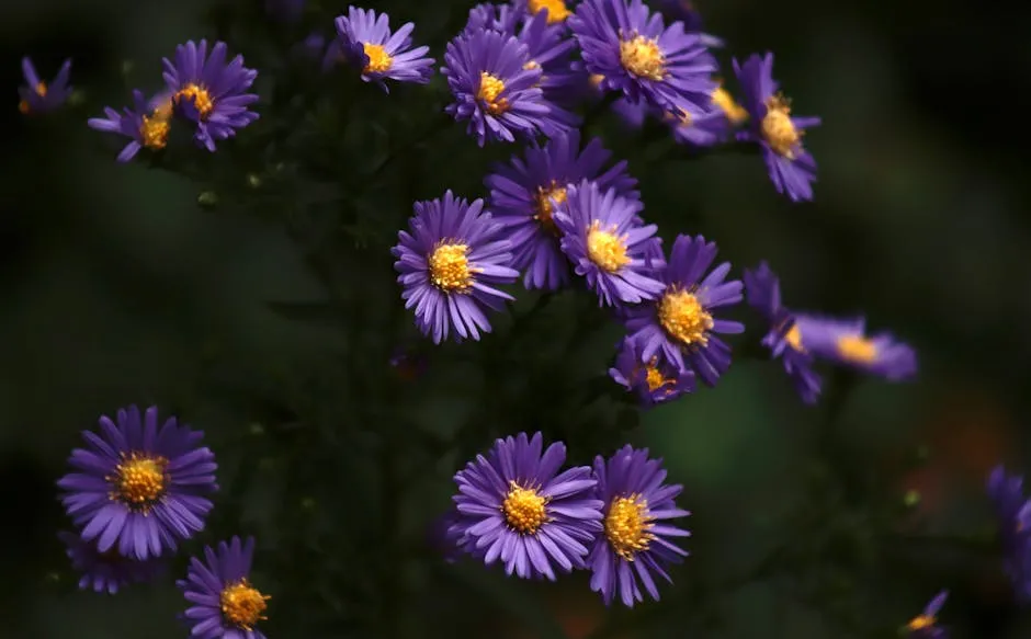 Vibrant Purple Aster Flowers in Bloom