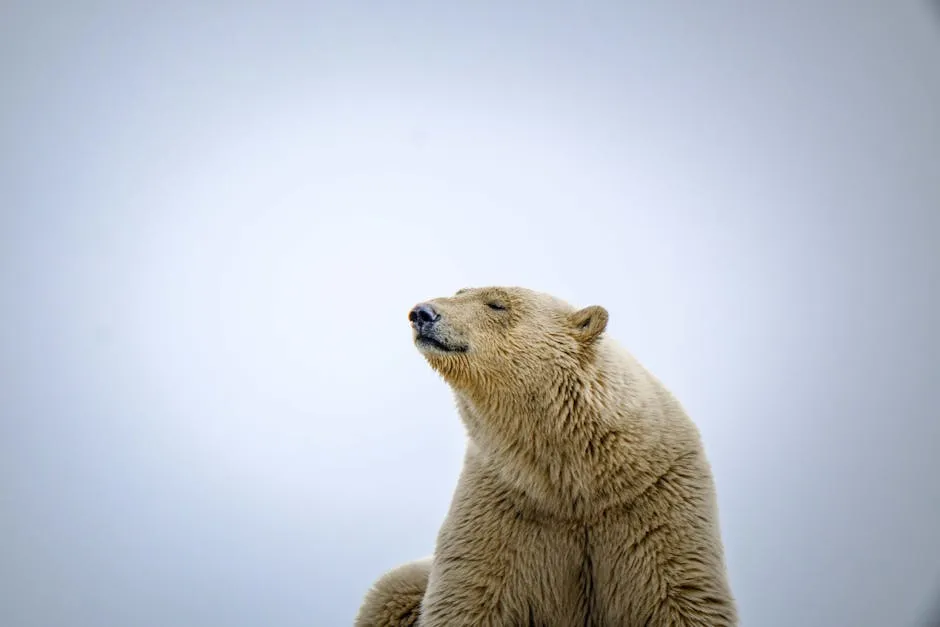 Polar Bear Looking to Sky in Arctic Wilderness