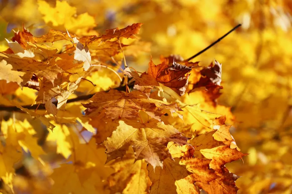 Vibrant Autumn Leaves in Golden Sunlight