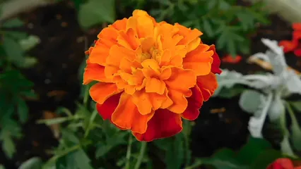 Horizontal video: A close up of a marigold flower 4076227. Duration: 12 seconds. Resolution: 1920x1080
