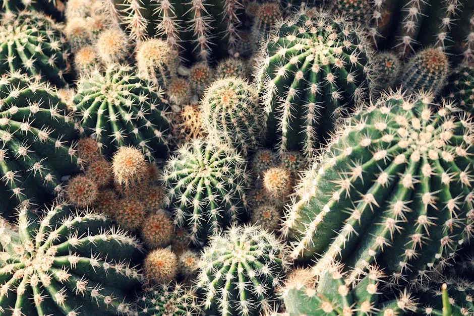 Green Cactus Lot