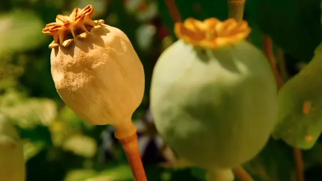 Horizontal video: Close up poppy seed pods in a garden 1307126. Duration: 15 seconds. Resolution: 1920x1080