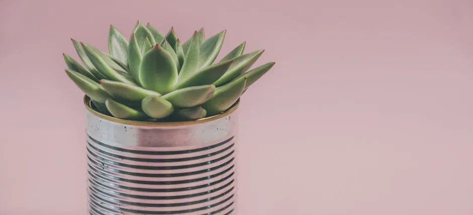 Photo of a Succulent Plant 