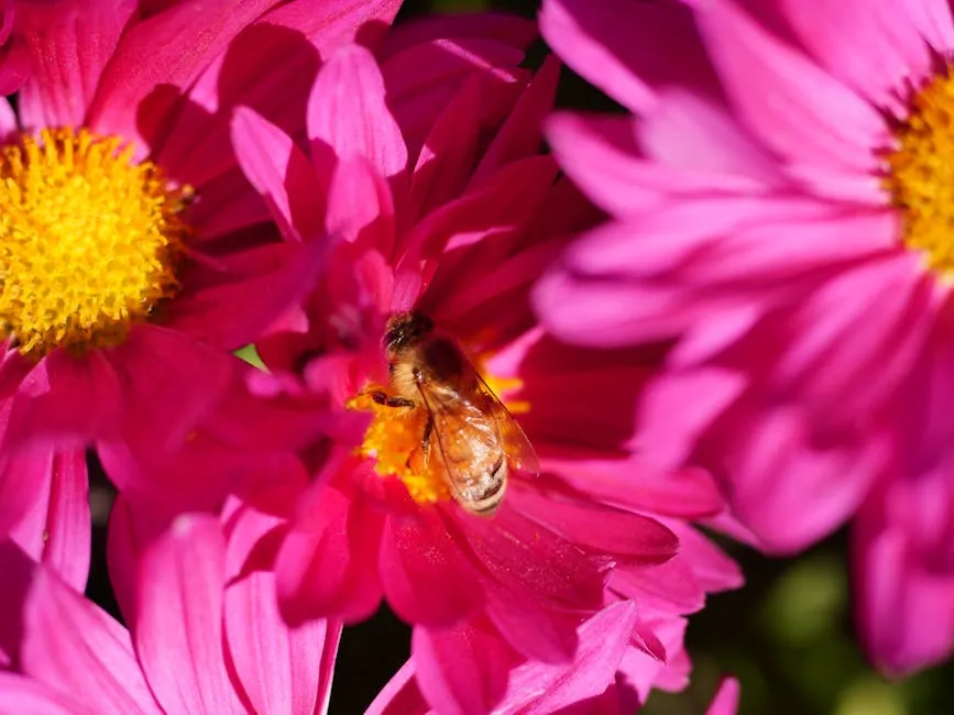 Close-up of Bee Pollinating Vibrant Pink Flowers
