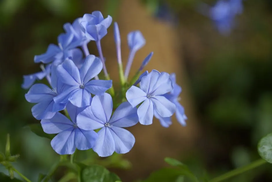 Close-up of vibrant blue plumbago flowers