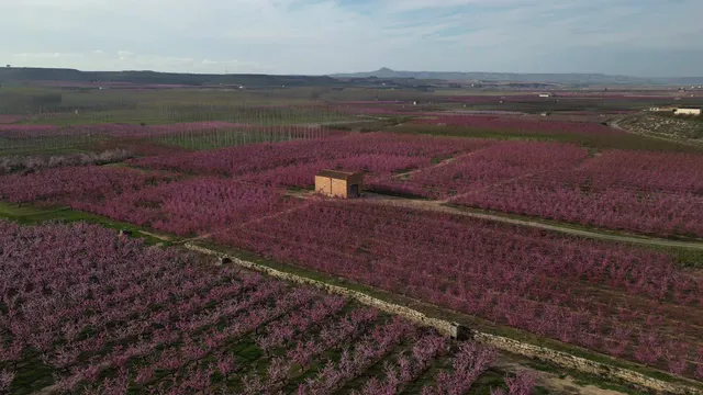 Horizontal video: Drone view of blooming pink flower fields 29168495. Duration: 10 seconds. Resolution: 3840x2160