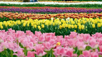 Horizontal video: A shot of colorful tulip flowers 4321765. Duration: 9 seconds. Resolution: 3840x2160