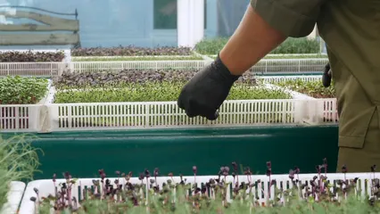 Horizontal video: Plants on plastic trays 5391451. Duration: 12 seconds. Resolution: 3840x2160