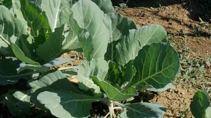 Horizontal video: Close up video of cauliflowers 5766185. Duration: 12 seconds. Resolution: 3840x2160