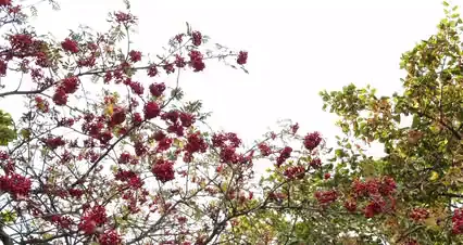 Horizontal video: Video of a tree red blossoms 5822032. Duration: 9 seconds. Resolution: 4096x2160