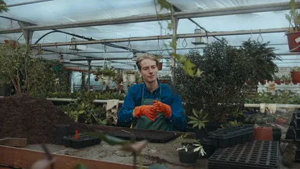 Horizontal video: A man doing stem cutting 6509161. Duration: 12 seconds. Resolution: 3840x2160