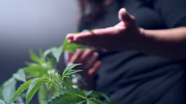 Horizontal video: Cultivating a cannabis plant 7667131. Duration: 11 seconds. Resolution: 3840x2160