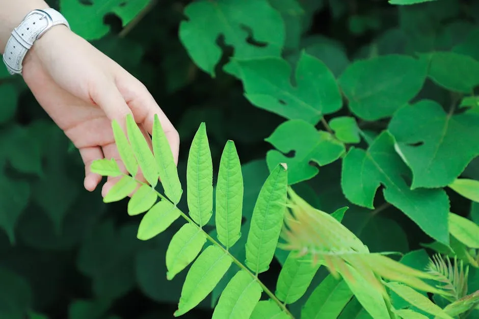 Person Holding Green Leafed Plant