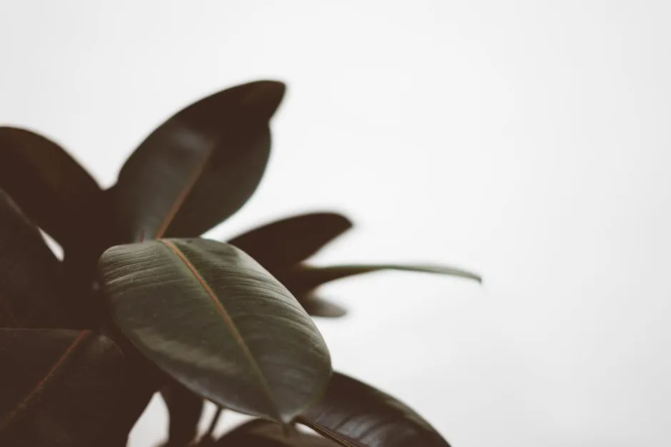 Captivating close-up of rubber plant leaves against a bright white backdrop.