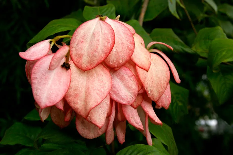 Vivid Pink Mussaenda Blooms with Dew Drops