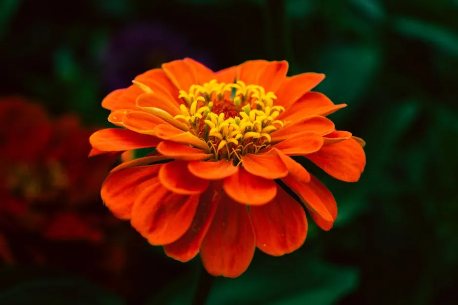 Vivid Orange Zinnia Flower Close-Up