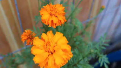Horizontal video: Close up shot of marigold flowers 3976813. Duration: 16 seconds. Resolution: 1920x1080
