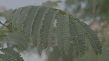 Horizontal video: Leaves green natural 4k 4215419. Duration: 30 seconds. Resolution: 3840x2160