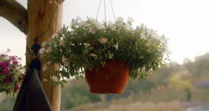 Horizontal video: Hanging potted plant 5128912. Duration: 15 seconds. Resolution: 4096x2160