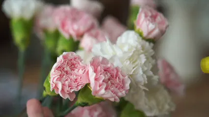 Horizontal video: A person spraying water on flowers 5399920. Duration: 7 seconds. Resolution: 3840x2160