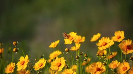 Horizontal video: Butterfly over the yellow flower 6312935. Duration: 31 seconds. Resolution: 1920x1080