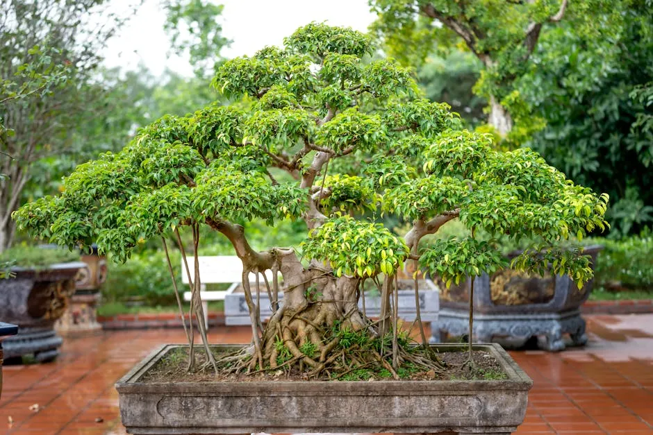 Photograph of a Bonsai Tree