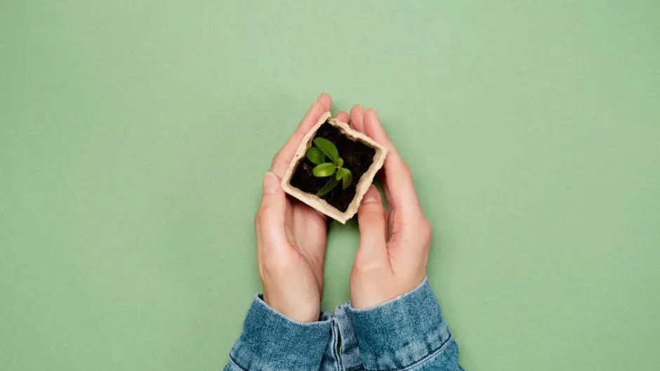 Seedling Inside a Small Box with Soil