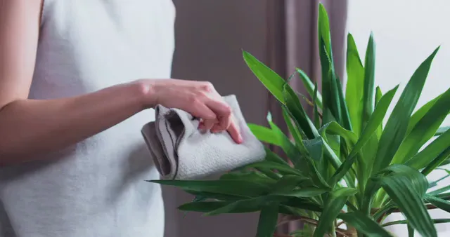 Horizontal video: Person wiping a plant 7407010. Duration: 39 seconds. Resolution: 4096x2160