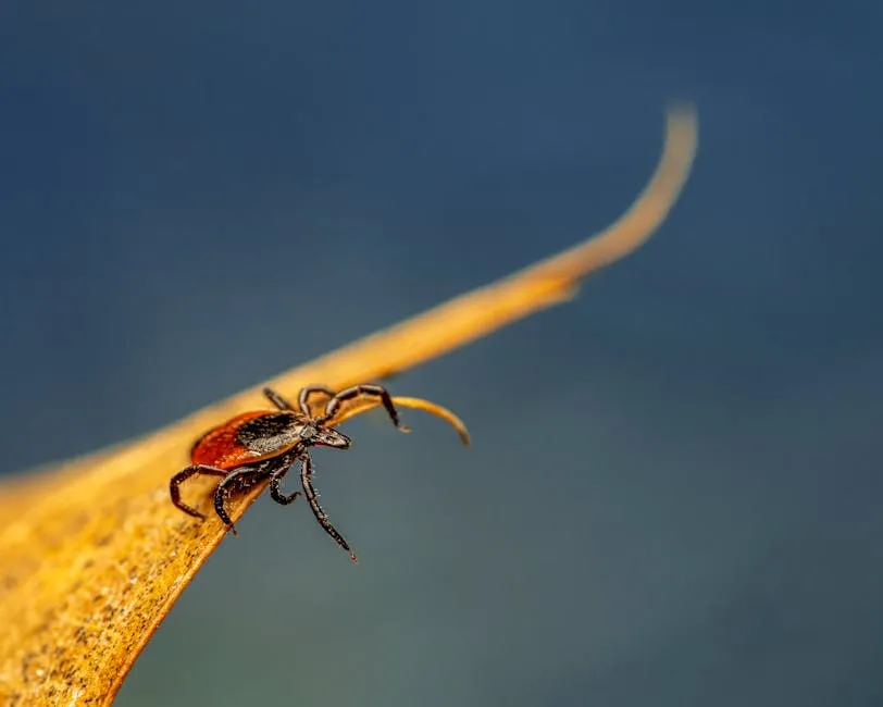 Closeup of scale tick with flat body sitting on faded curved leaf in daylight on gray background