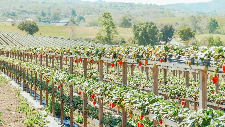 Strawberry Plantation Near Mountain
