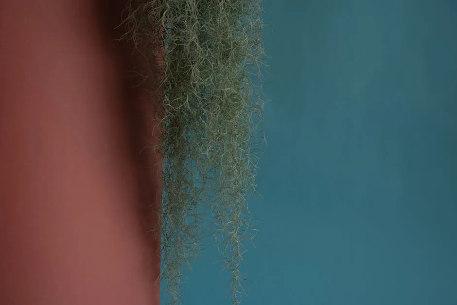 A Tillandsia with a Gradient Background