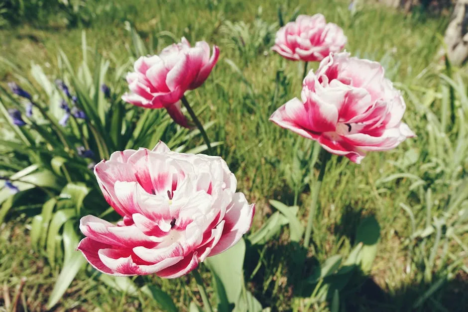 Flowers in the Garden