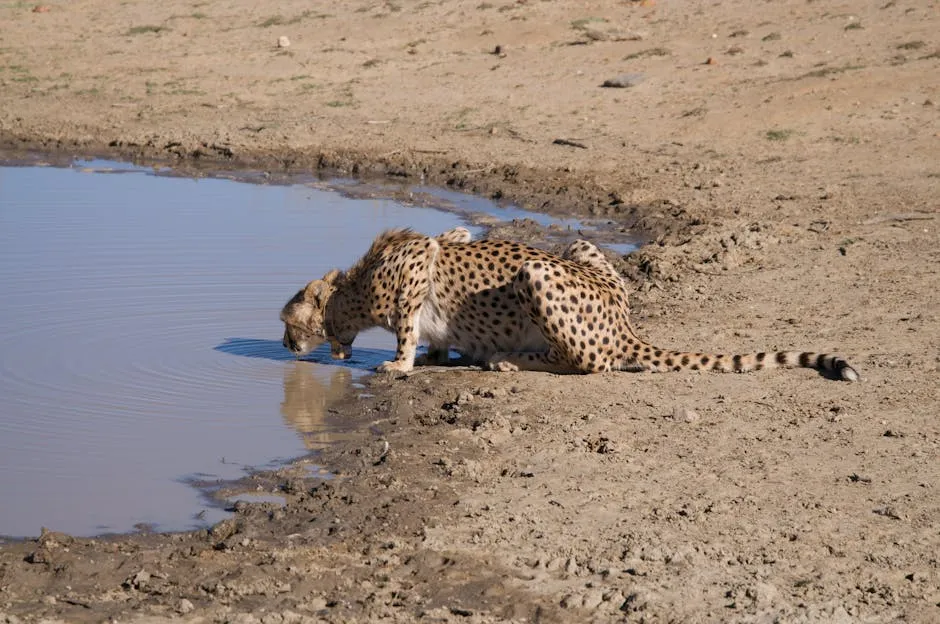 Cheetah Drinking Water From Puddle