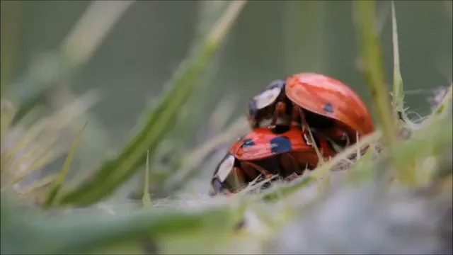 Horizontal video: Ladybugs making love 855199. Duration: 14 seconds. Resolution: 1920x1080
