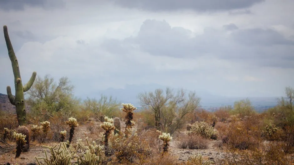 

Cacti and Shrubs on a Field