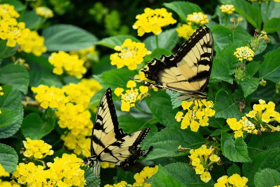 Eastern Tiger Swallowtail Butterflies on Yellow Flowers