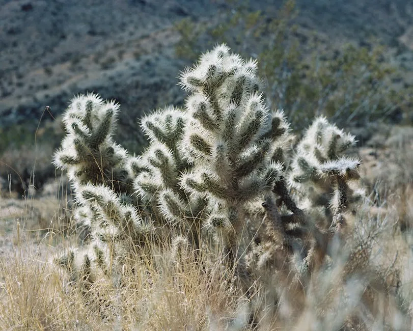 Landscape with a Prickly Cactus