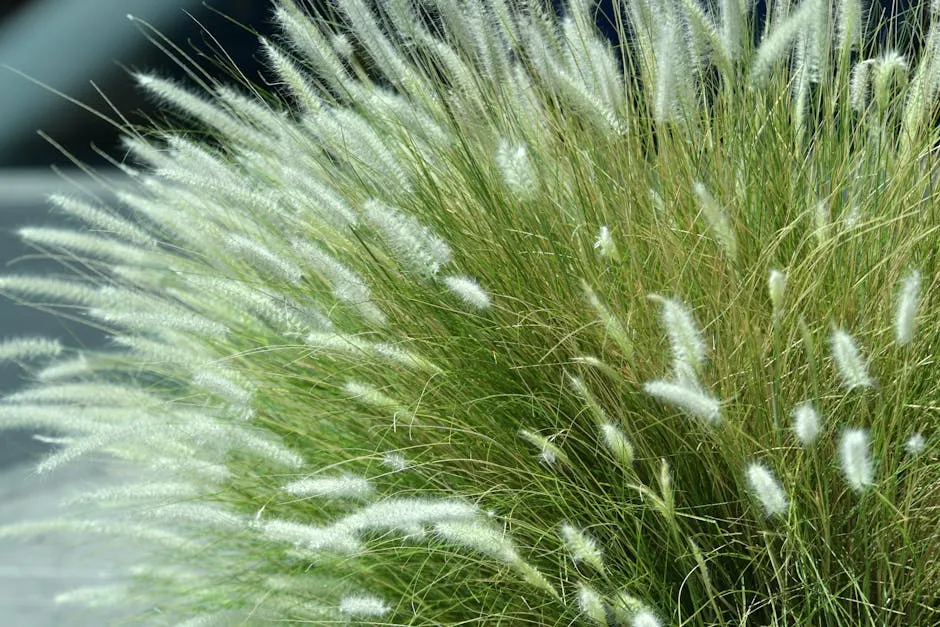 Close up of Green Grasses