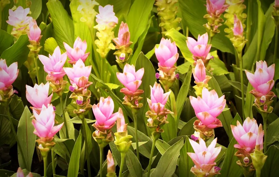 Pink Ginger Flowers in Bloom