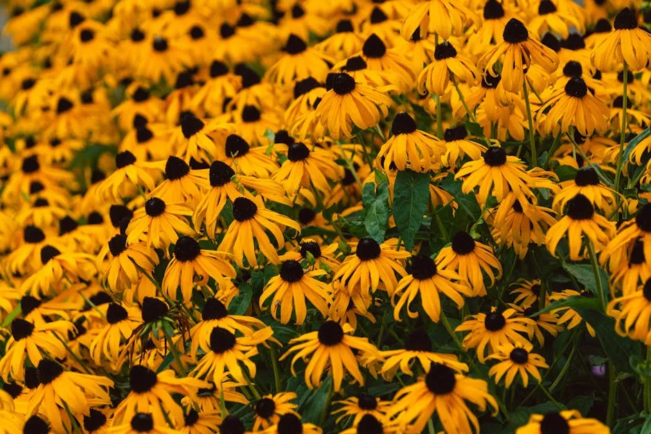 Vibrant Black-Eyed Susan Flowers in Full Bloom