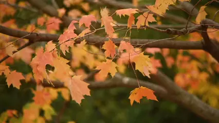 Horizontal video: Wind blows through leaves of the tree in autumn 3105317. Duration: 16 seconds. Resolution: 1920x1080
